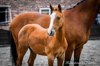 British Breeding Futurity Elite Auction